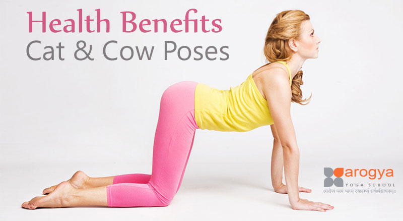 Health Benefits Of Cat Cow Poses Perform Cat Cow Face Pose Benefits