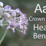 Health Benefits of Aak