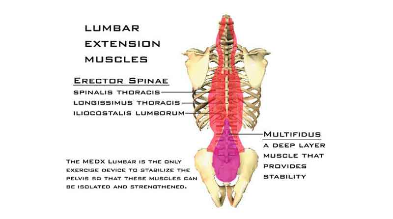 Yoga poses for back pain elderly woman practicing Vector Image