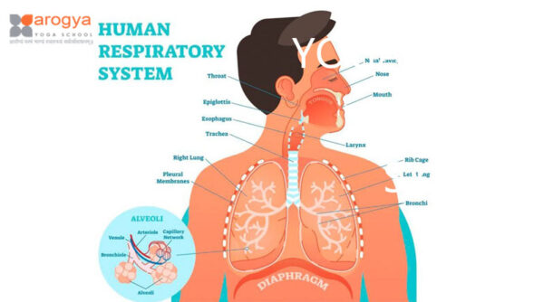 Yoga Helps In The Respiratory System - Causes for Respiratory Problems