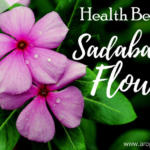 health benefits of sadabahar flower