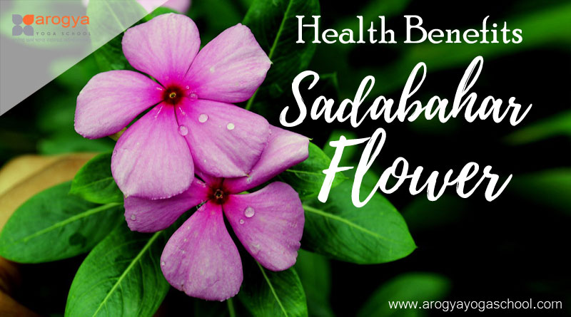 10 Health Benefits Of Sadabahar Periwinkle Vinca Rosea Plants