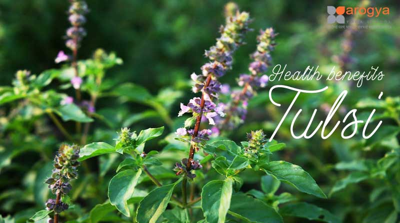 Health benefits of the tulsi plant