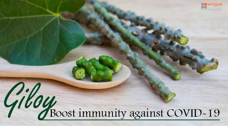 giloy Boost immunity against COVID-19