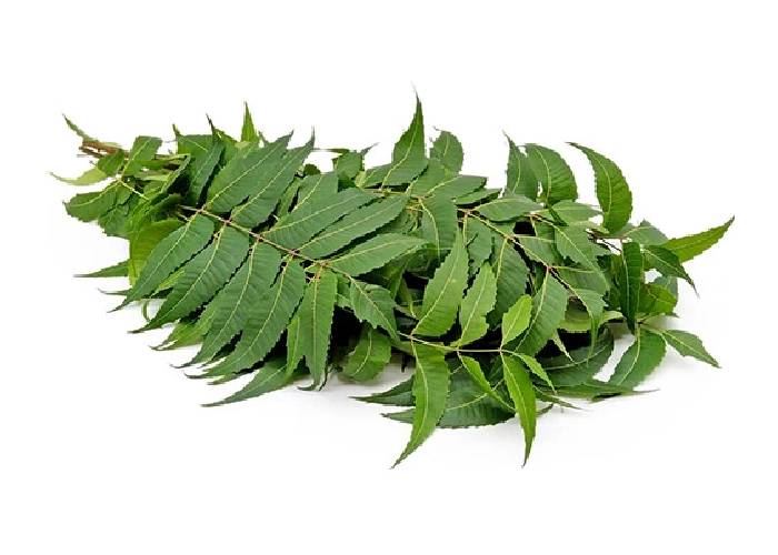 benefits of neem will surprise you