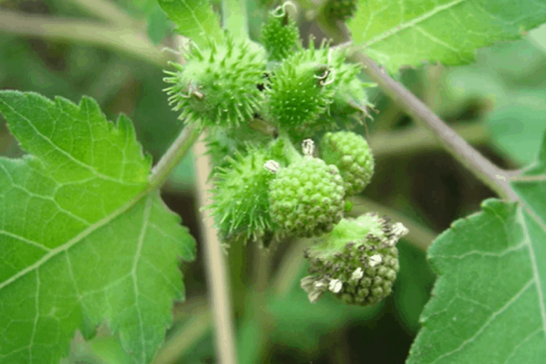 benefits Of chota Datura