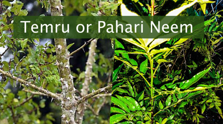 Temru-or-Pahadi-Neem