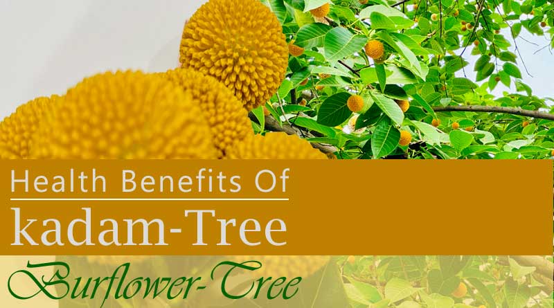 Health Benefits Of Kadamba Tree Burflower Tree