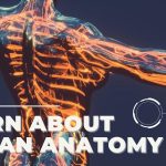 Human Body Anatomy