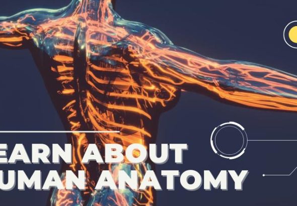 Human Body Anatomy