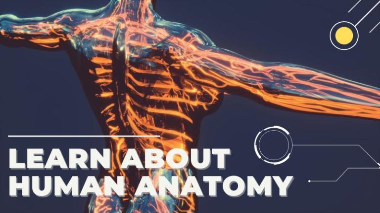 Human Body Anatomy