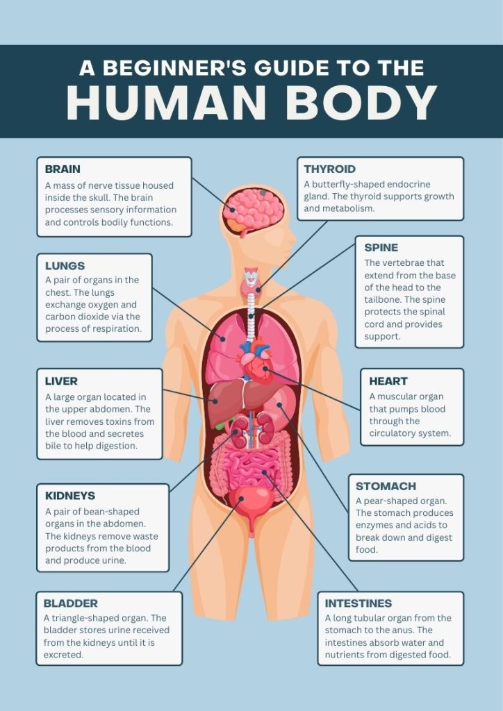 a picture of the human anatomy