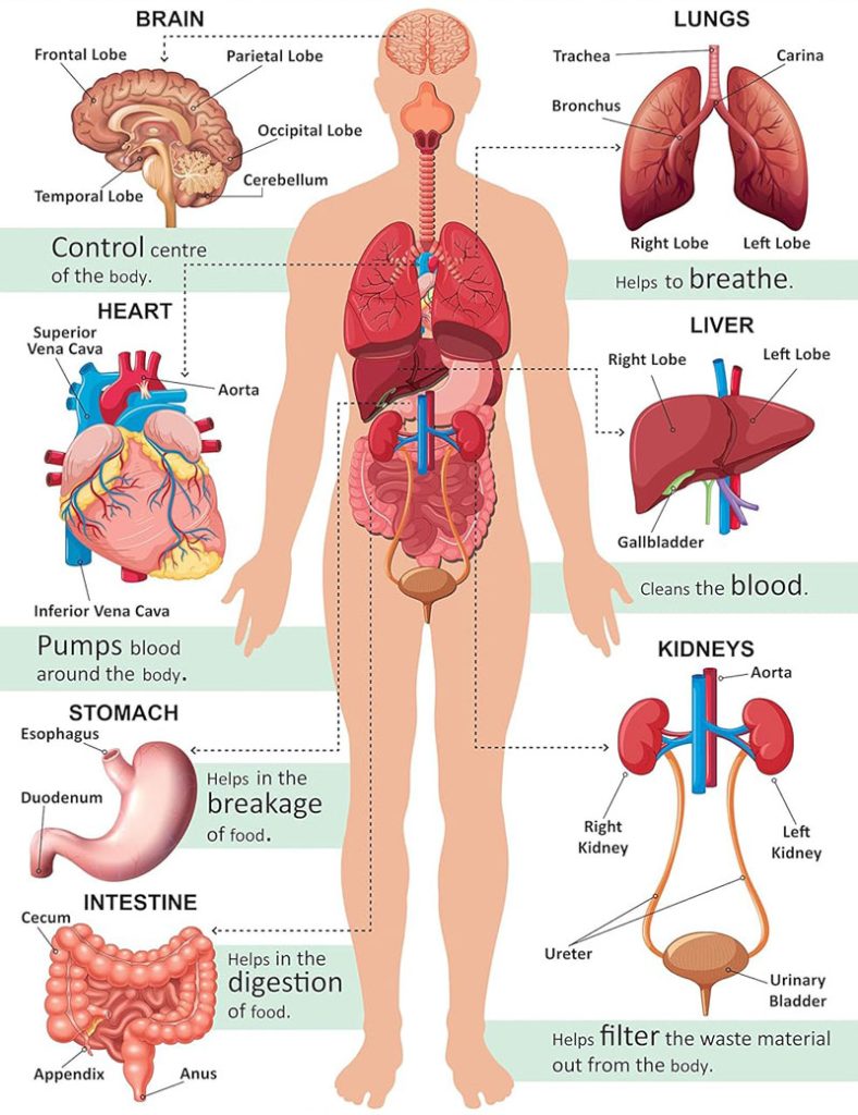 human body anatomy