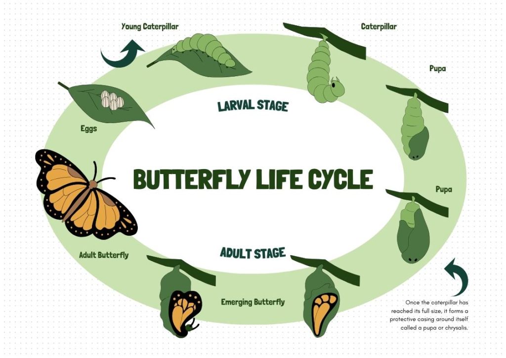 life cycle of Butterfly