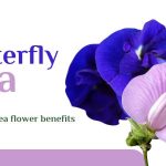 butterfly pea flower