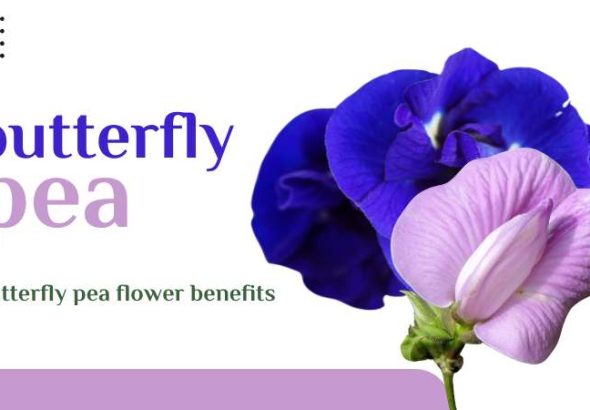 butterfly pea flower