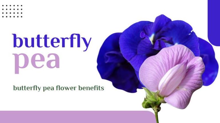 butterfly pea flower