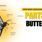 how many legs do butterflies have