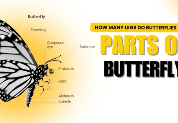 how many legs do butterflies have