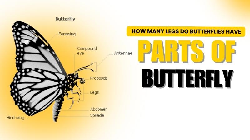 how many legs do butterflies have