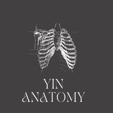 Yin Yoga anatomy